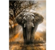 Алмазна картина HX205 Могутній слон, розміром 30х40 см