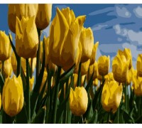 Набір для розпису по номерах Поле жовтих тюльпанів Strateg розміром 40х50 см (GS260)