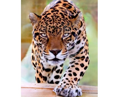 Набір для творчості алмазна картина Суворий леопард Strateg розміром 40х50 см  (SK85988)