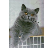 Алмазна картина HX177 Цікавий котик, розміром 30х40 см кр