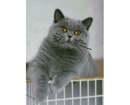 Алмазна картина HX177 Цікавий котик, розміром 30х40 см кр