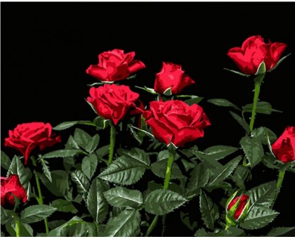 Набір для розпису по номерах Яскраві червоні троянди Strateg на чорному фоні розміром 40х50 см (AH1051)