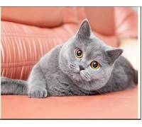 Набір для творчості алмазна картина Британська кішка Strateg розміром 30х40 см кв (HEG86888)